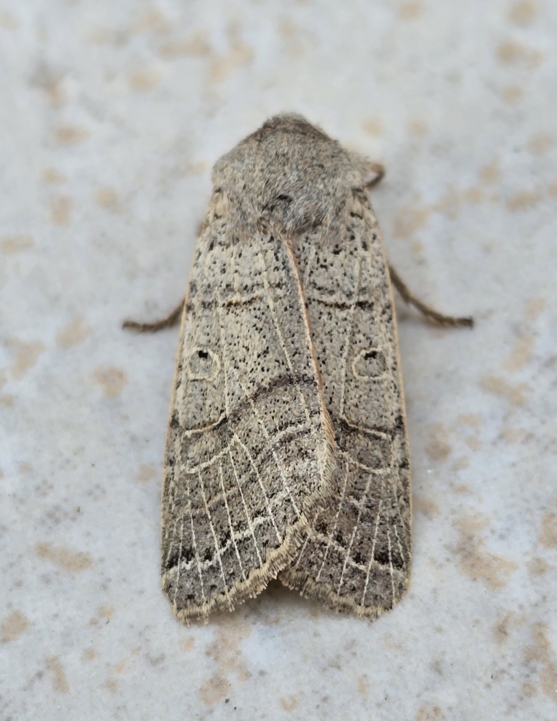 Photo of Agrochola nitida